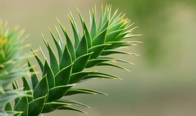 araucaria, conifer, branch, green, evergreen, needle, leaves, exotic plant, mediterranean, coniferous tree, nature, ornamental, botany, closeup, spiky, forest, succulent, outdoor, grove, prickly