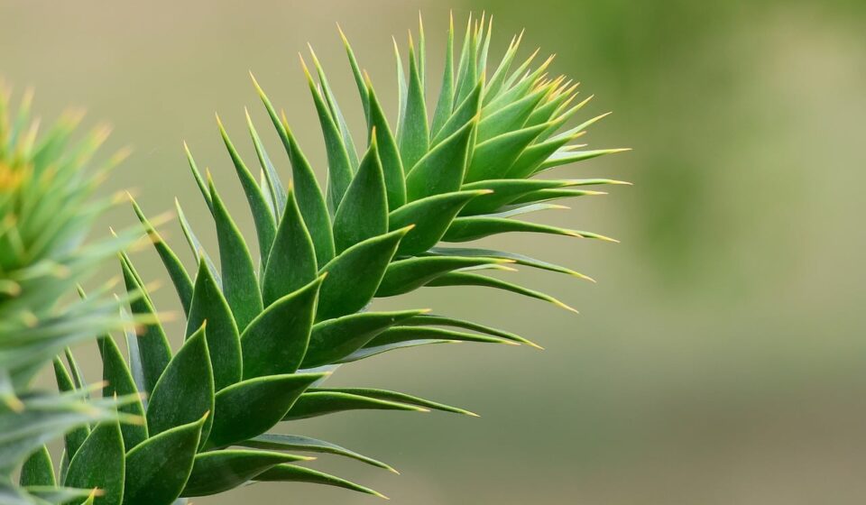 araucaria, conifer, branch, green, evergreen, needle, leaves, exotic plant, mediterranean, coniferous tree, nature, ornamental, botany, closeup, spiky, forest, succulent, outdoor, grove, prickly
