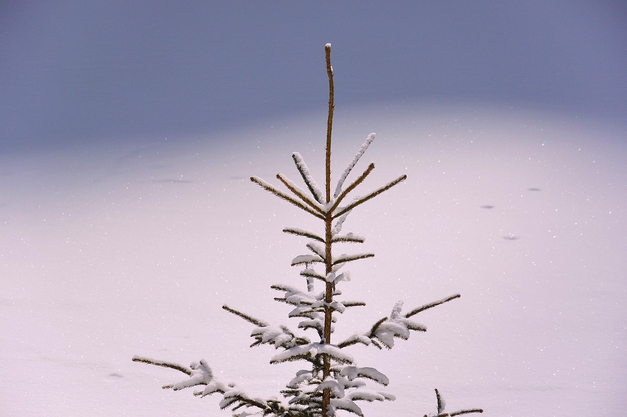 apex, nature, tip, top, crown, tree, fir tree, pine, snow, winter, pure, sober, minimalist
