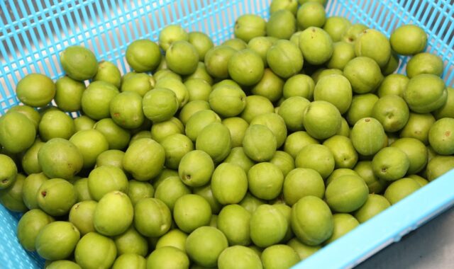 plum, process, agricultural products