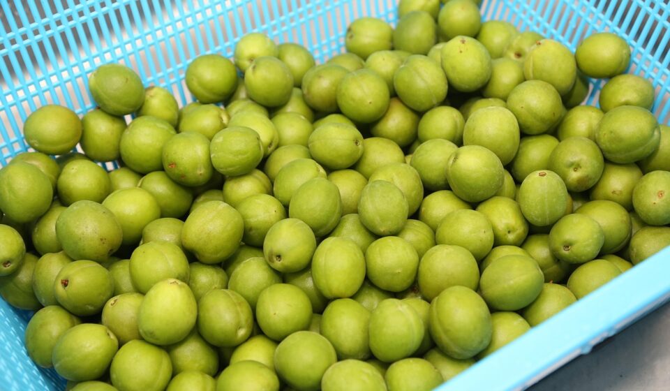 plum, process, agricultural products
