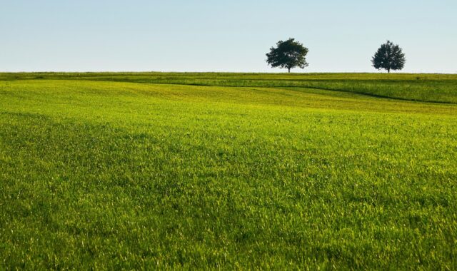 lawn, grass, field, nature, trees, quiet, green, country