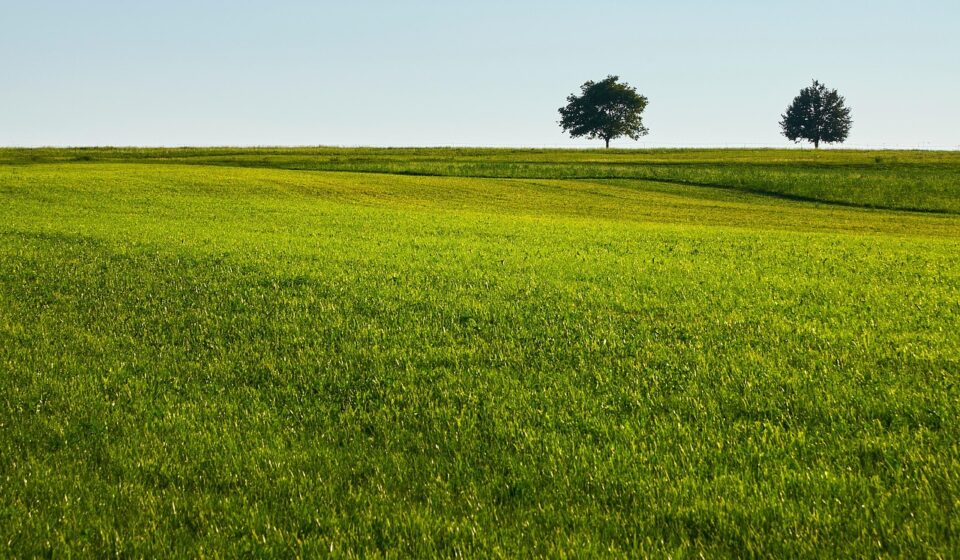 lawn, grass, field, nature, trees, quiet, green, country