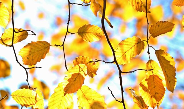 fall, autumn leaves, leaves, october, colorful, autumn color, sheet in the autumn, golden autumn, nature, golden, golden october, deciduous tree, plants, tree, light, multicoloured, season