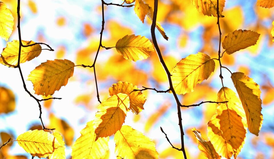 fall, autumn leaves, leaves, october, colorful, autumn color, sheet in the autumn, golden autumn, nature, golden, golden october, deciduous tree, plants, tree, light, multicoloured, season