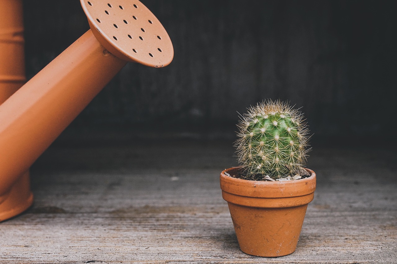 cactus, watering can, houseplant, plant, pot, flowerpot, nature, thorn, potted plant, lonely, botanical, desert plants, prickly, thorns, gray plants