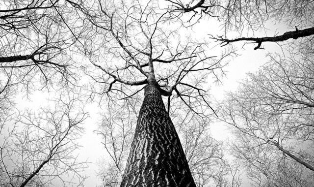 forest, trees, branches, tree canopy, bare trees, woods, trunk, bark, woodlands, nature, perspective, tree branches, monochrome, black and white, undergrowth, forest, trees, trees, trees, trees, branches, branches, branches, perspective, perspective, perspective, perspective, perspective, tree branches, tree branches