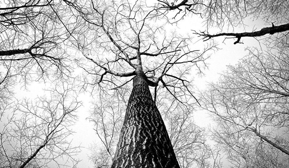 forest, trees, branches, tree canopy, bare trees, woods, trunk, bark, woodlands, nature, perspective, tree branches, monochrome, black and white, undergrowth, forest, trees, trees, trees, trees, branches, branches, branches, perspective, perspective, perspective, perspective, perspective, tree branches, tree branches