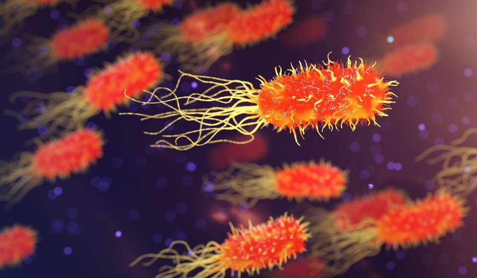 bacteria, microbiology, organism, biology, science, medicine, healthcare, microscopic, disease, genetic, bacteria, bacteria, bacteria, bacteria, bacteria