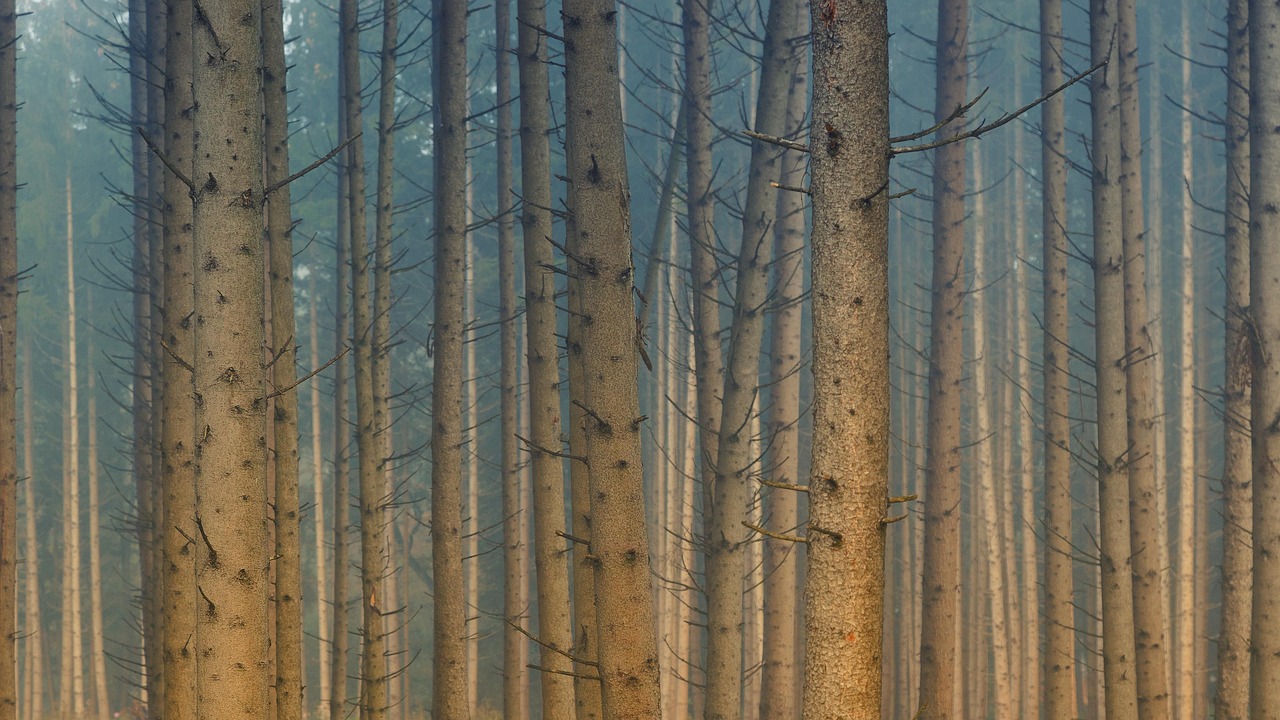 forest, trees, fog, mist, conifers, trunks, woods, coniferous forest, nature, fall, autumn, mystical, mood, forest, forest, fall, fall, fall, fall, fall, autumn