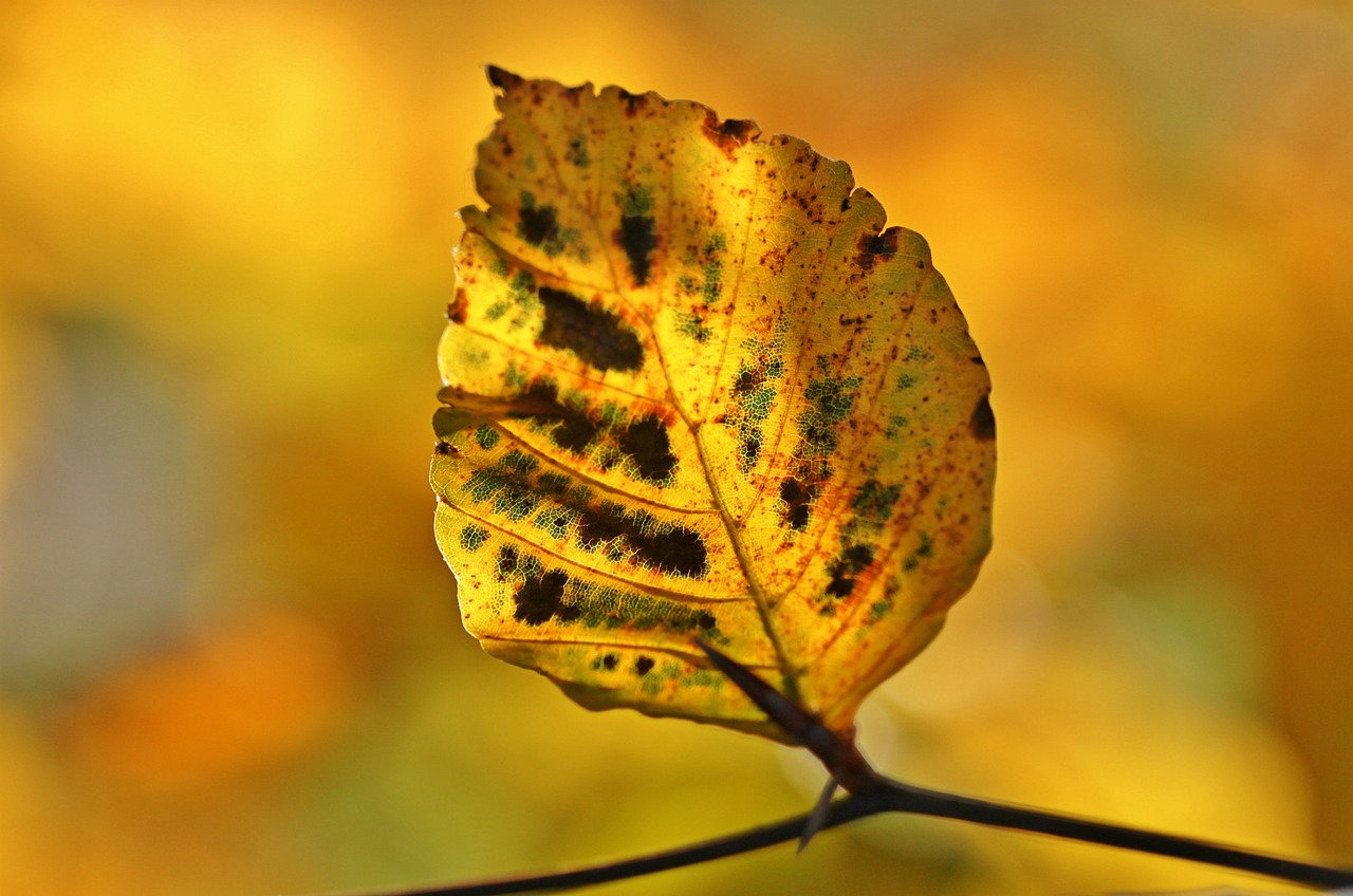 fall, autumn leaves, leaves, october, colorful, autumn color, nature, sheet in the autumn, golden autumn, golden, golden october, deciduous tree, plants, tree, light, multicoloured, leaf, season