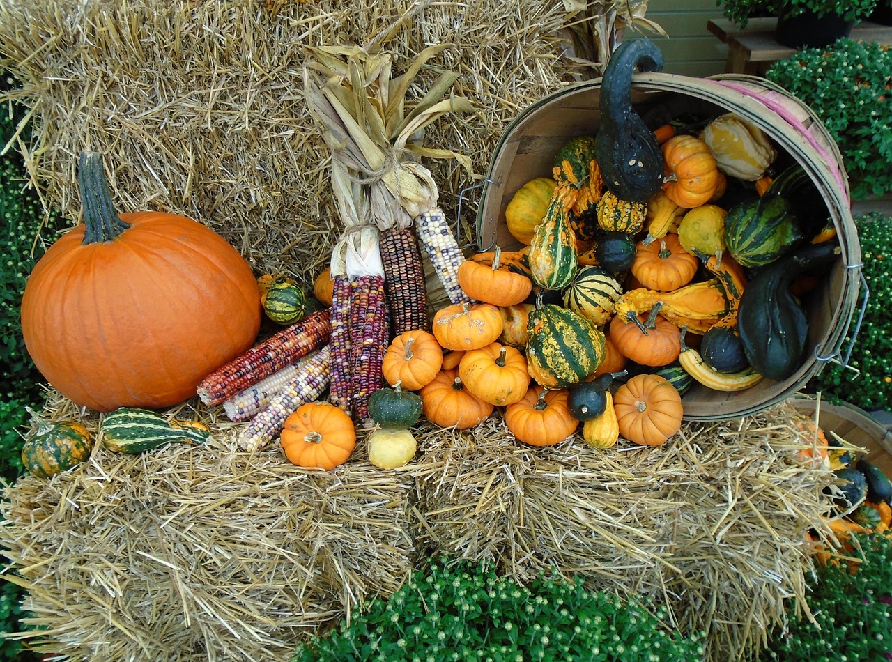 fall, autumn, october, orange, thanksgiving, november, pumpkin, harvest, thanksgiving, thanksgiving, thanksgiving, thanksgiving, thanksgiving, november