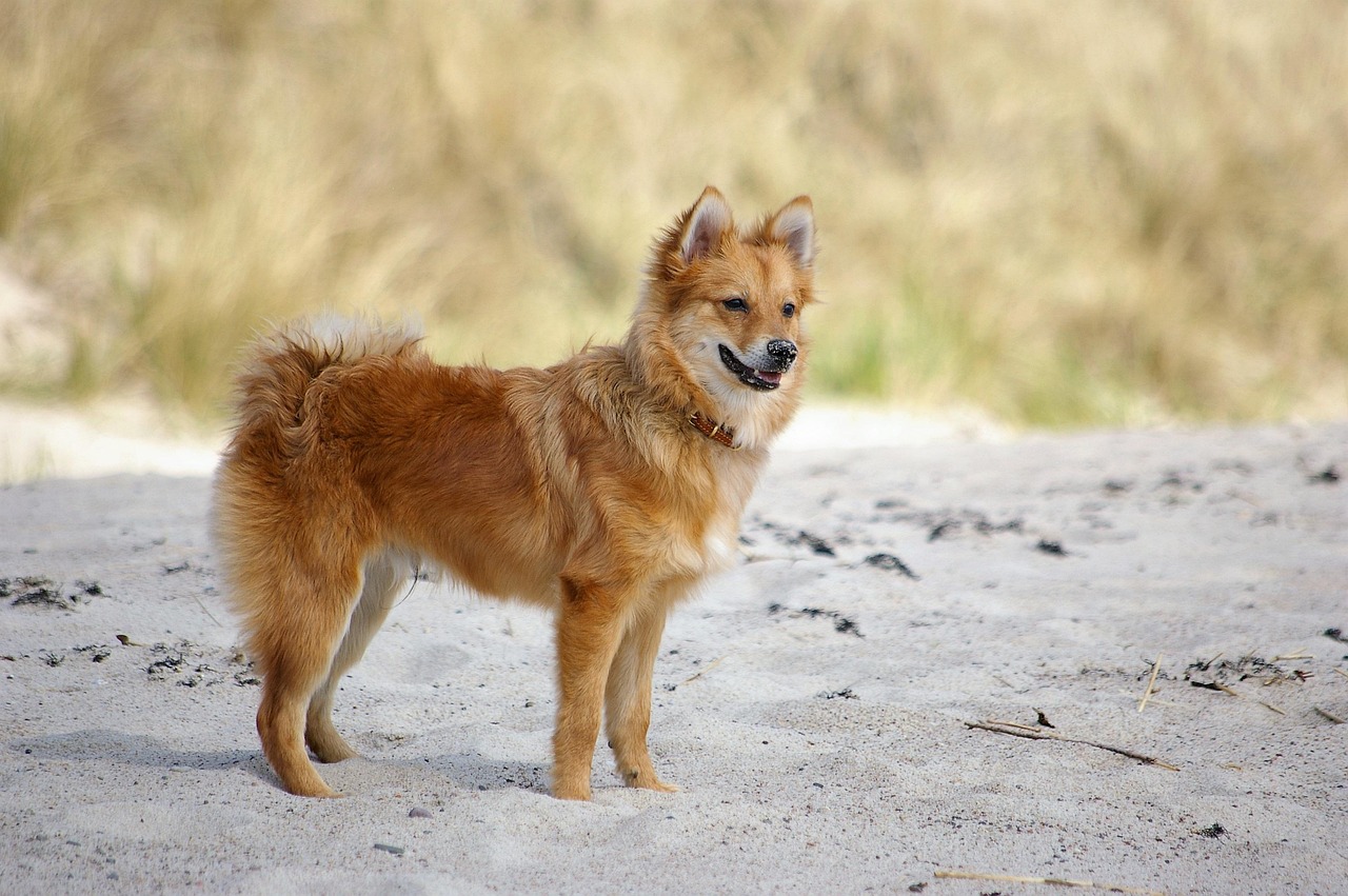 dog, pet, tip, animal, nos, sand, friend, mixed race