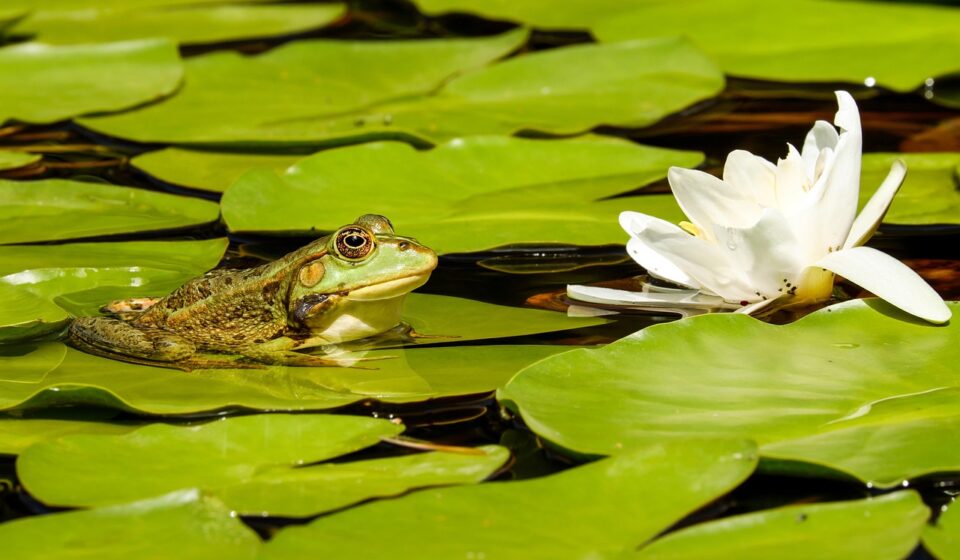 frog, pond, lily pads, lotus, flower wallpaper, flower, waterlily, water frog, flower background, amphibian, aquatic plants, animal, green, green frog, water, garden pond, white flower, animal world, nature, wildlife, beautiful flowers, wildlife photography