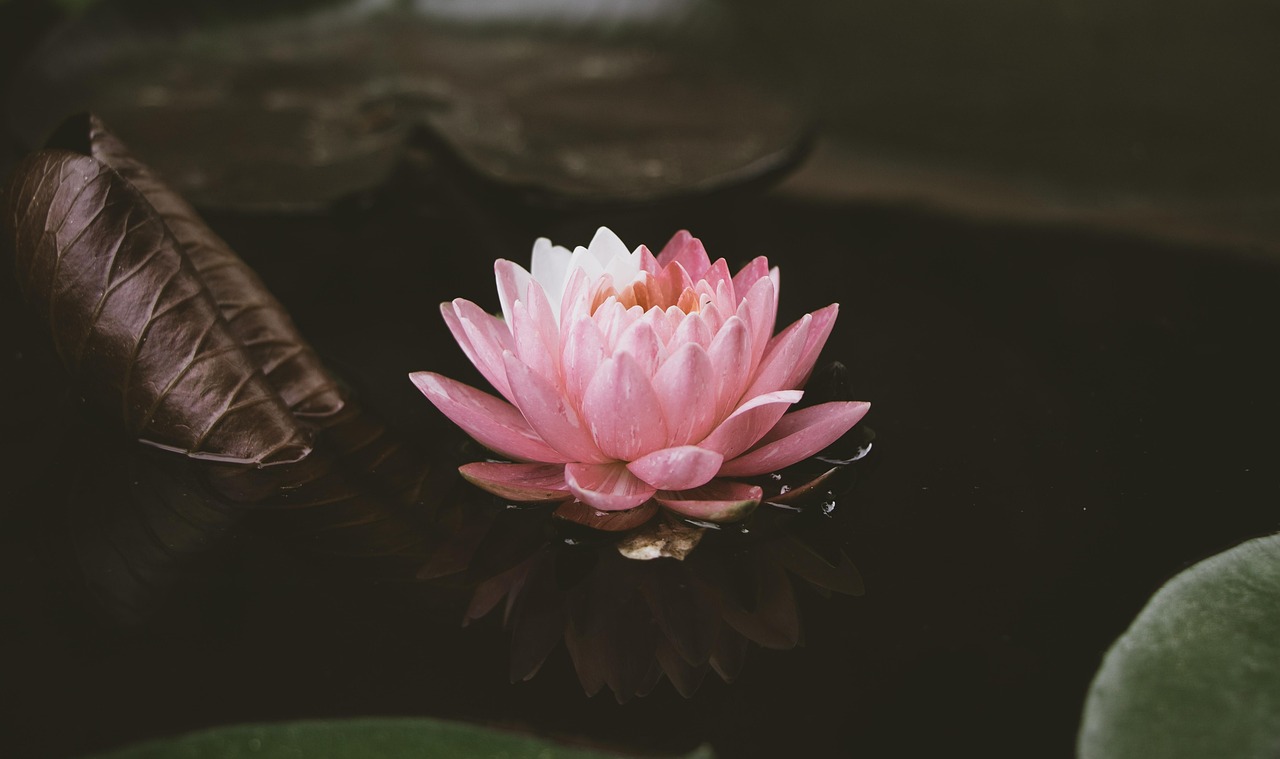 lotus, water lily, pink flower, aquatic plant, pond, nature, bloom, flora