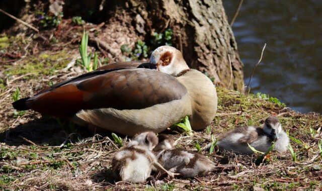 egyptian goose, nilganskin, waterfowl, wild geese, asleep, offspring, plumage, fluffy, wildlife, birds, animals, nature