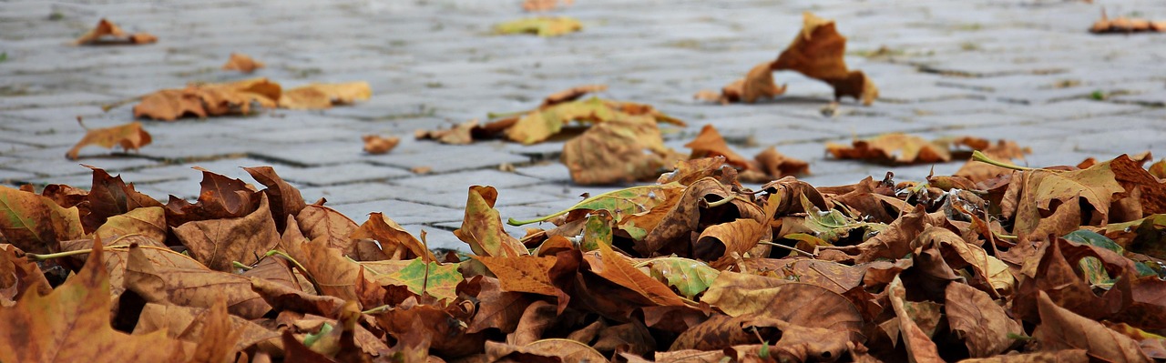 fall, leaves, golden autumn, leaves in the autumn, autumn leaves, leaf, nature, colors of autumn, wind, seasons, golden, mood, outdoors, autumn color, leaves, autumn leaves, autumn leaves, autumn leaves, autumn leaves, autumn leaves, nature, wind