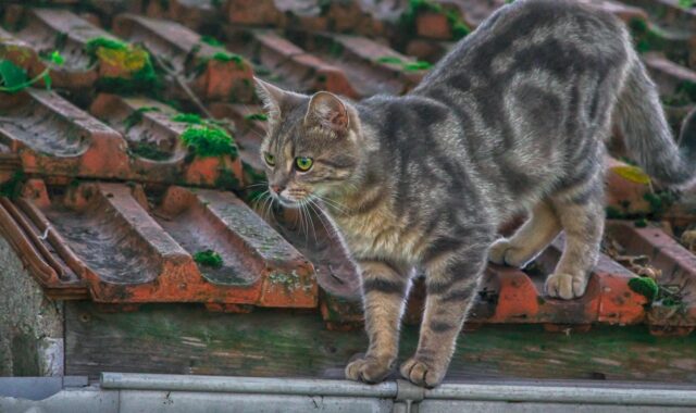 cat, gutter, animal, feline, mammal, animals, hunt, look, standby, pet, intriguing, surprised, eyes, vigilant, nature, predator, mammals
